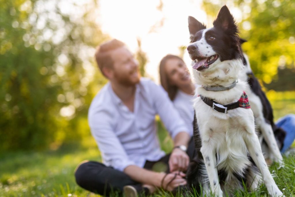 Comprendre les instincts naturels des animaux de compagnie